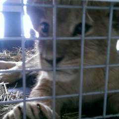 Дмитрий Киселев, 26.08.1981, Жуковский