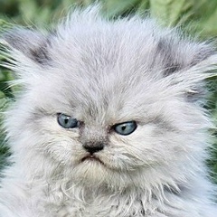 Алексей Маяковский, 02.06.1984, New York City