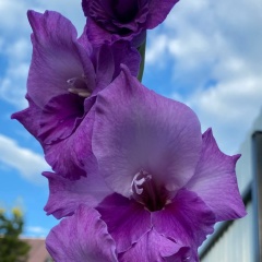 Маргарита Н, Москва