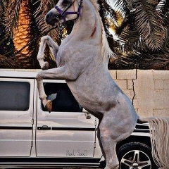 Muhamediyar Alipov, 13.12.1991