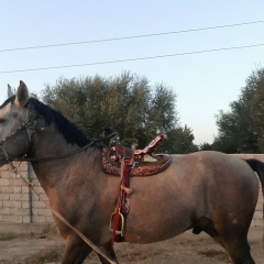 Адилхан Тастанов, 04.11, Шымкент