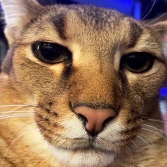 Алихан Чумаков, 07.01, Астана