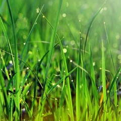 Леся Демків, Тернополь