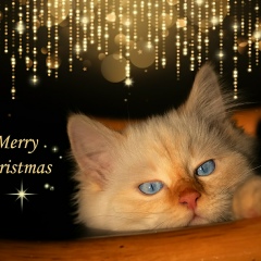 Елена Букина, Санкт-Петербург