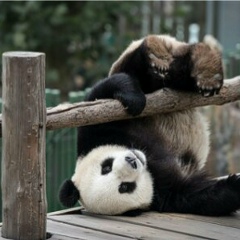 Лола Мадалиева, 05.05, Шымкент