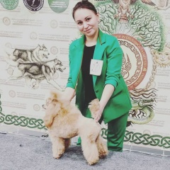 Питомник Пуделей, 19.11, Казань