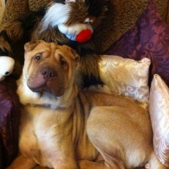 Артем Абрамов, 17.02, Санкт-Петербург