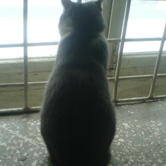 Кирилл Новиков, 06.07.1983, Брянск