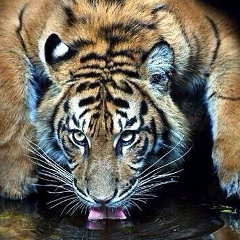 Мираж Александрович, 31.07, Санкт-Петербург