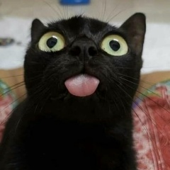 Алексей Че, 04.08.1987, Кострома