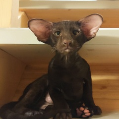 Елена Гончарова, 15.04, Москва