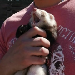 Олег Даркович, 07.06.1988, Брест