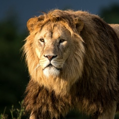 Лев Муравьев, Екатеринбург