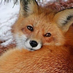 Антон Васильев, 09.12, Москва