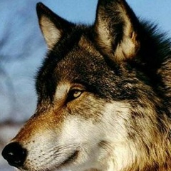 Василий Βоронин, 01.01.1996, Брянск