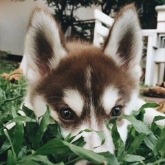 Пративний Мальчишка, 11.04, Toronto