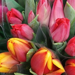 Милана Милана, Нижнекамск