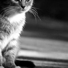 Анастасия Нестерова