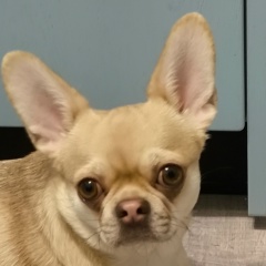 Ашот Сергеевич, 24.10, Санкт-Петербург