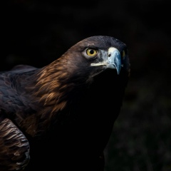 Baha Abdullaev, 19.01, Санкт-Петербург