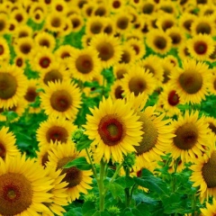 Максат Рахимжанов, 17.05, Павлодар