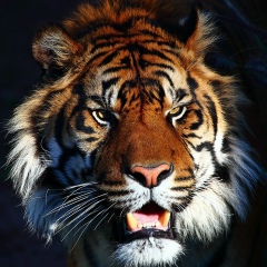 Mihai Negrea, 25.06.1998