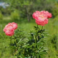 Альбина Прохорова, 27.11, Чебоксары