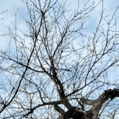 Ярослав Соколов, 11.01.2003