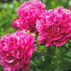 Лена Сафронова, 07.03, Санкт-Петербург