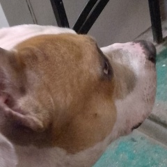 Рубен Баррига-Касерес, 03.11.1988, Санкт-Петербург