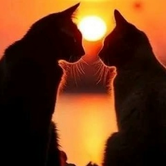 Некифор Кефир, Севастополь