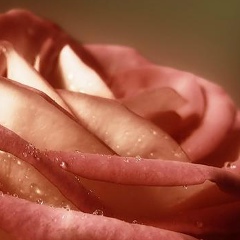 Роза-Сантана Уфа, Уфа