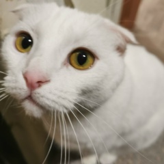 Антон Фишер, 15.08.1988, Ульяновск