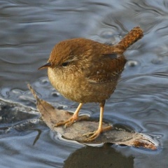 Яна Нерсесян, 28.03.1999, Алматы