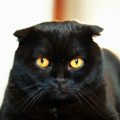 Евгений Курилов, 25.10.1984, Москва