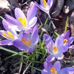 Анютка Шевченко, 03.05