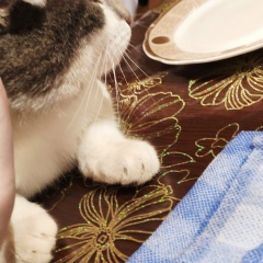 Рамазан Кагерманов, 27.12.1997, Гудермес