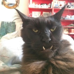 Адам Адам, 12.10, Грозный