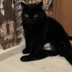 Тат Тет, 21.02, Новосибирск