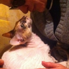 Лана Завгородняя, 16.01, Санкт-Петербург