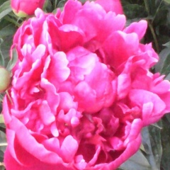 Саша Захаркин, Ряжск