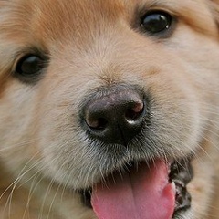 Aitnura Myrzageldi, 26.04, Алматы