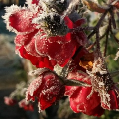 Наташа Мисяр, 24.11, Санкт-Петербург