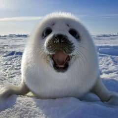 Надёржа Савченга, 02.03, Киев