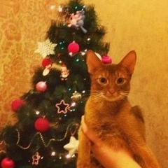 Владимир Медведев, 25.02.1986, Омск