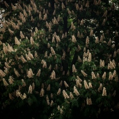 Марэ Мармаро, Киев