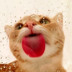 Анна Бриженюк, 14.06, Киев