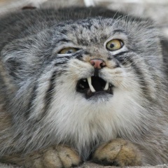 Владислав Кузнецов, 08.01, Воронеж