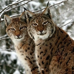 Alinka Chekulaeva, 30.06, Москва