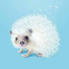 Ольга Дайтхе, 10.10